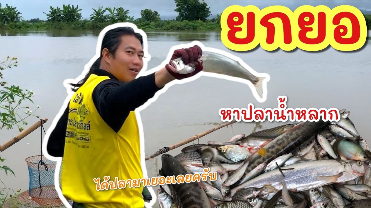 ยกยอ น้ำไหลหลาก ►Fishing lifestyle Ep.851