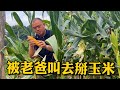 这个老爸真叫人头疼,天刚亮就把儿子叫去掰玉米,还是老妈会疼人【胖哥有杜】