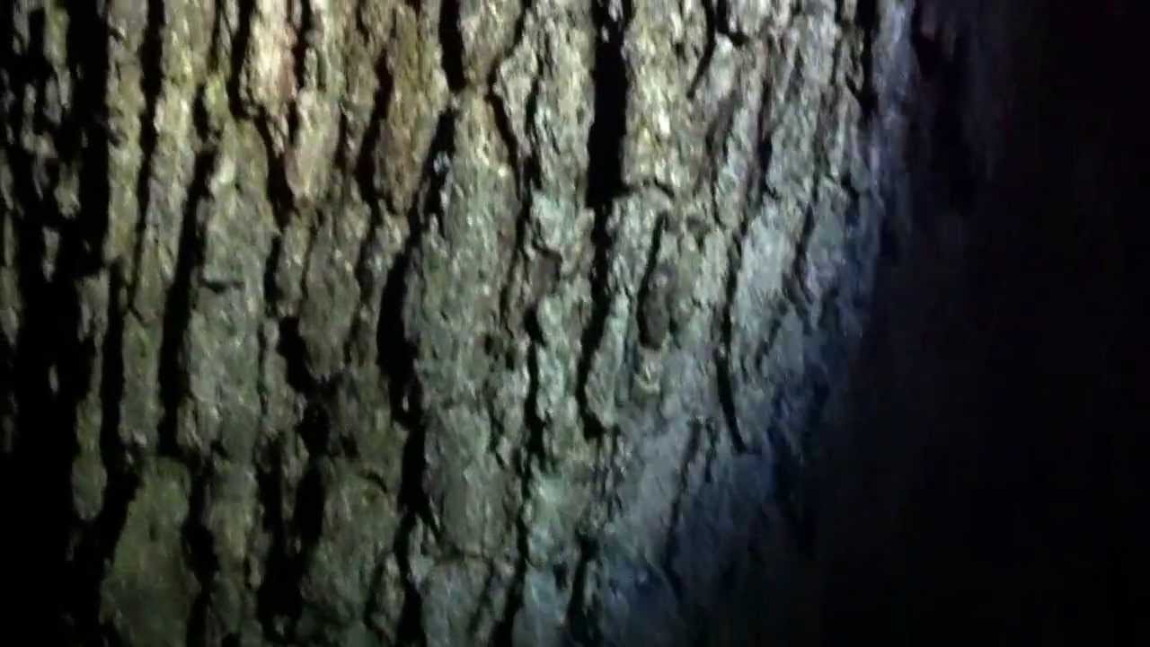 inch worms on oak tree YouTube