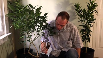 Watering Your Citrus Tree - Deep Watering Method
