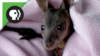 Baby Wallaby Drinking Milk