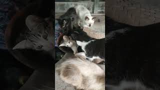 Daily life #cat - La Familia #catlife