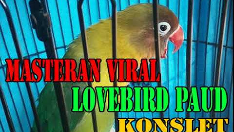 MASTERAN LOVEBIRD PAUD/BALIBU KONSLET