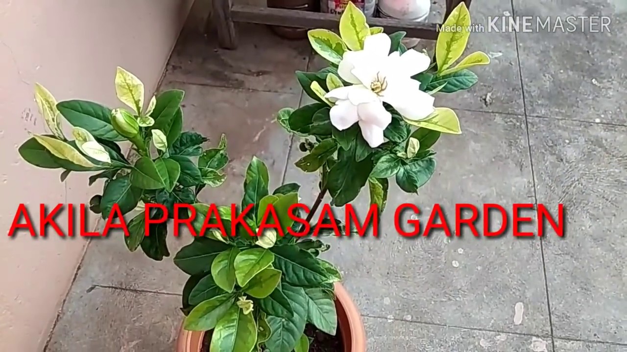 How To Grow how-to-grow