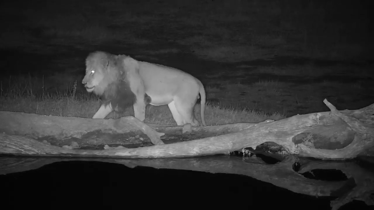 camera iphone 8 plus apk Djuma: Lion-Avoca male Dark Mane moves to different area - 00:40 - 08/04/19