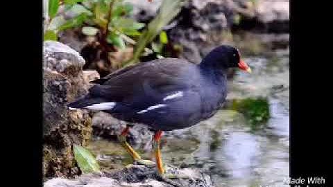 Tiếng chích ré cúm núm 2019