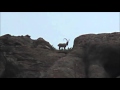 RUN outdoors nm ibex hunt