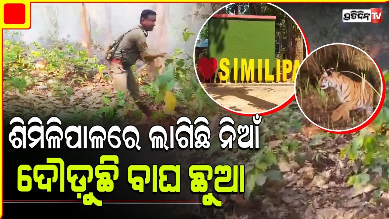 ଶିମିଳିପାଳ ନିଆଁ ରୁ ବଞ୍ଚିବାକୁ ଦୌଡୁଛି ବାଘ ଛୁଆ। Tiger Cub runs into safety from Similipal wildfire