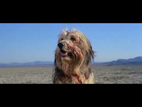 Cass McCombs - Bobby, King of Boys Town