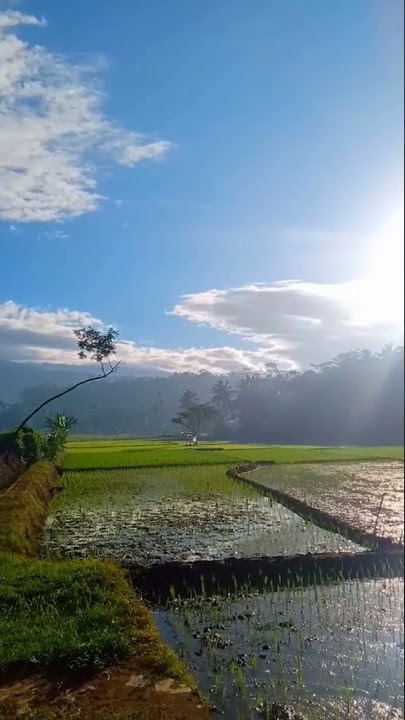 story wa pagi yang cerah