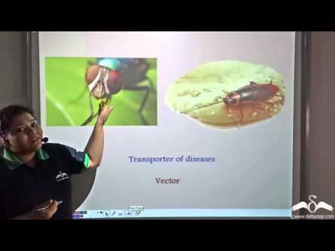 Vectors : Cockroaches & Houseflies