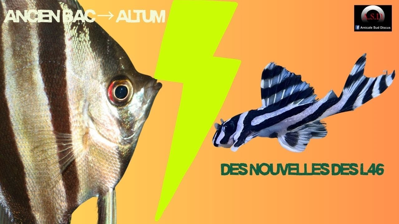 Fish Room Update : Déménagement L46 + Bac Altum en travaux + Transition ...