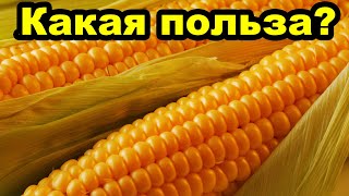 Какая польза от кукурузы для человека?