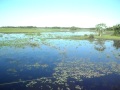 Pantanal (1).AVI