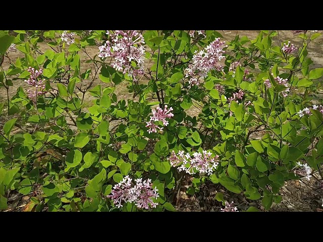 Compact et florifère, le lilas nain s’adapte parfaitement à la culture en pot et offre ses grappes roses dès le printemps