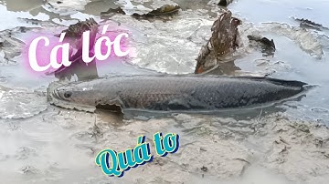 Tát Ao Bắt Cá Lóc Khủng/ Minh Mẫn youtube