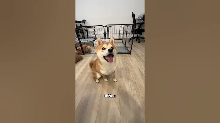 Who said Shiba Inus are disobedient #Shiba Inu#dog#Cute pets