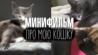 Минифильм о моей кошке Насте - Настя Звол