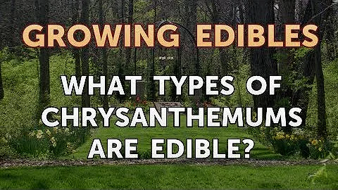 What types of chrysanthemums are edible?