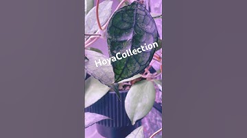 Massive Hoya collection #hoya #shorts #plants #plantas #shortsvideo