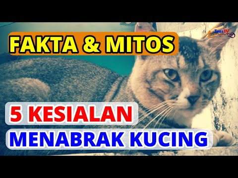 Video: Kucing: Lima Kesalahpahaman / Mitos Umum