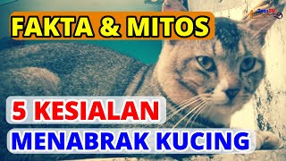 Inilah 5 Mitos Kesialan dan Malapetaka Menabrak Kucing ! Gimana Menurut Islam