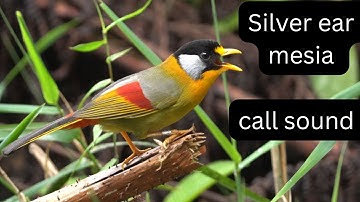 Silver Ear Mesia call sound