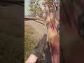need little snipe