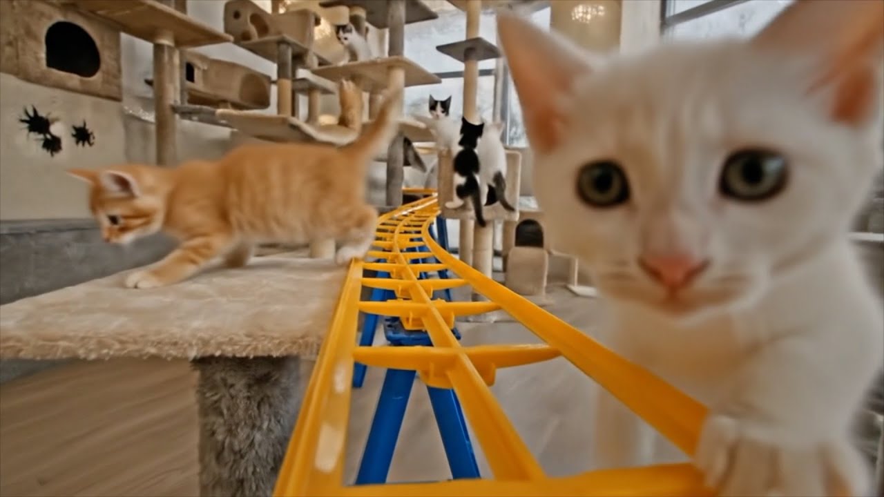 Американские горки с возможностью встретить кошек