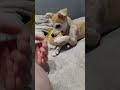 😱shorts😱 #shorts #doglife #funny
