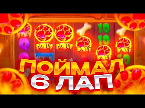 Видео: ПОЙМАЛ РЕДКУЮ БОНУСКИ ИЗ 6 ЛАП! ЗАНОСЫ НЕДЕЛИ В DOG HOUSE!