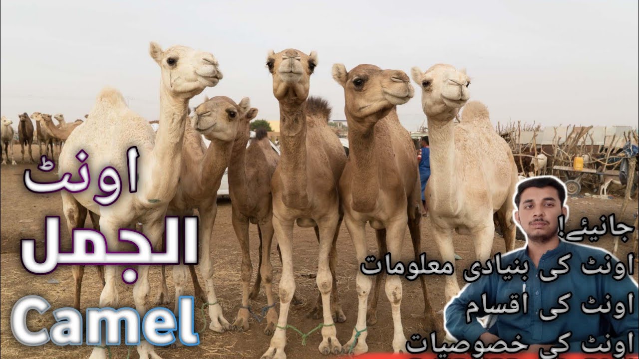 Basic Informations of Camel Camel Informations in Urdu language by