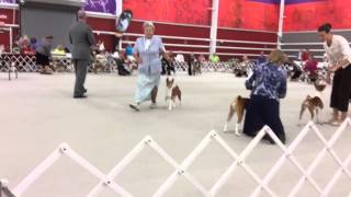 2014 Basenji Club Of America National Specialty Best of Bre