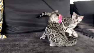 Lynxland silver bengal cat kittens