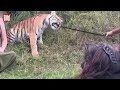 TIGER-QUÄLEREI: Stephan Pütz entlarvt Dompteur – Strafanzeige erstattet!