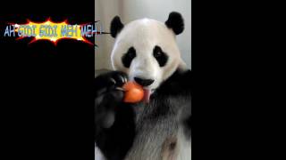 Dondurma Yiyen Panda - Panda Eating Ice Cream - Ah Gidi Gidi Meh Meh