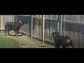 Our morning routine with puppies (Debo and Ciroc a @Butler Kennel production)