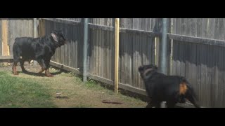 Our morning routine with puppies (Debo and Ciroc a @Butler Kennel production)