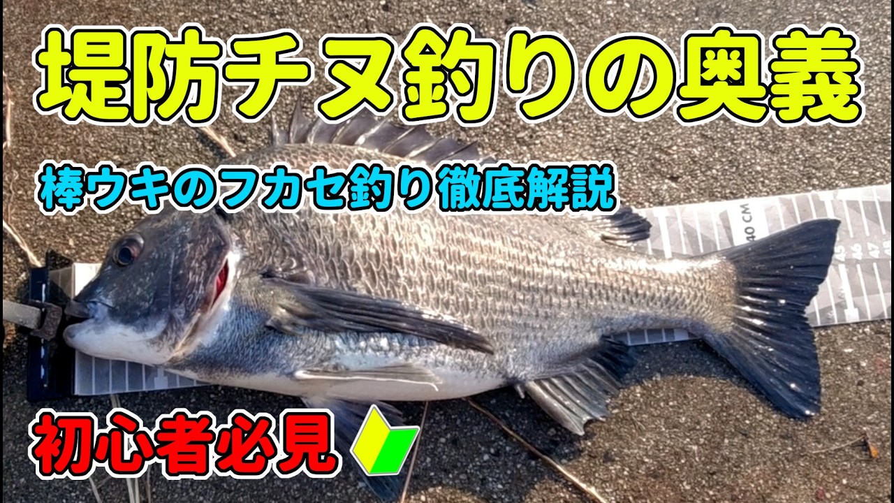 初心者必見！堤防チヌ（黒鯛）フカセ釣り入門（釣るための基本がわかる）
