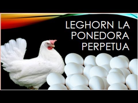 Video: Razas De Pollos: Leghorn Y Blancos Rusos