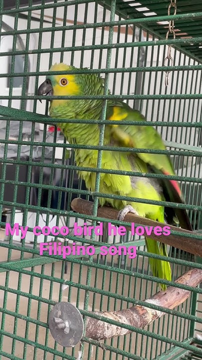my-coco-he-is-trying-to-sing-filipino-song-short-love-bird-drivers