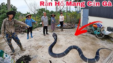 Cuộc Gọi Khẩn Cấp Của Bà Cụ 80 Tuổi Phát Hiện 3 Con Rắn Hổ Mang Bò Vào Đống Gỗ