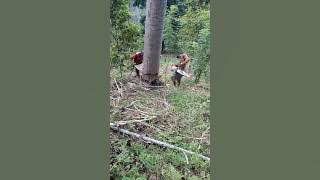 Pohon terakhir telah d tebang