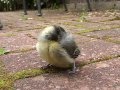 CUTE BLUE TIT CHICKS FED BY PARENTS WITH 2 HELPERS