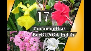 17 Tanaman Hias Bunga - Untuk Taman
