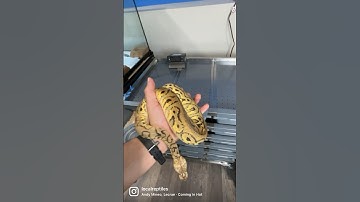 Here’s a snake to brighten your day☀️ PASTEL STRANGER CLOWN #ballpython #ballpythons #snake #reptile