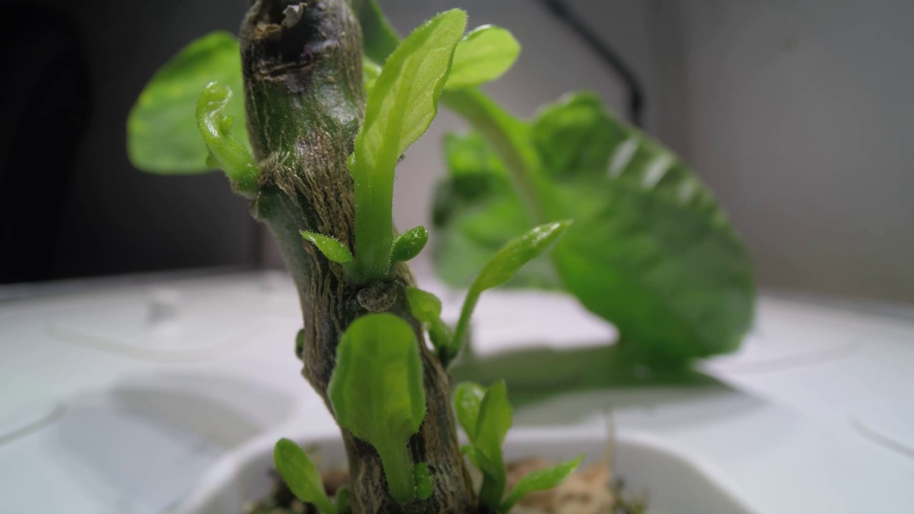 Carolina Reaper chilli grows new leaves. Timelapse YouTube