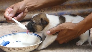 Cute Puppy Drinks Lots Of Milk But It's Not Sleepy Today