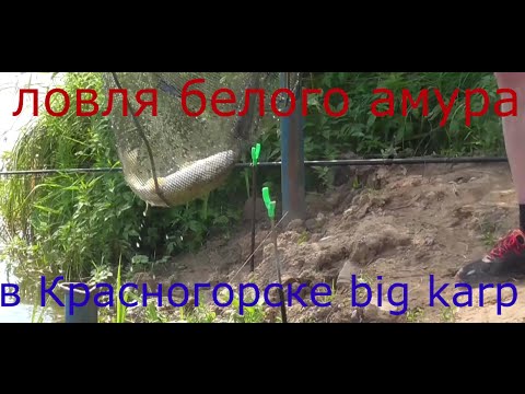 ловля карася в красногорске ловля карася в красногорске