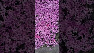 #beautifulukraine #nature #flowers #spring #spring mood #spring flowers #pink flowers #pink bloom